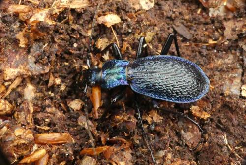 Réf. 247 956 : Carabus intricatus